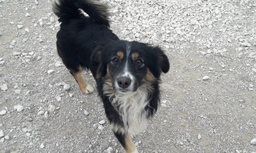 Patric adopté 28.04.18 Patric adopté 28.04.18