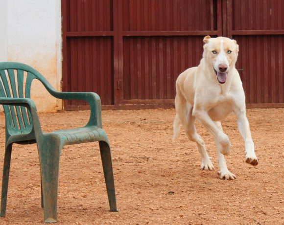 Buda adopté 07.07.2018