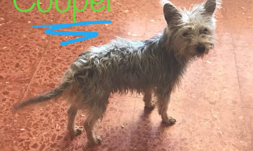 Cooper adopté 22.09.18 Cooper adopté 22.09.18