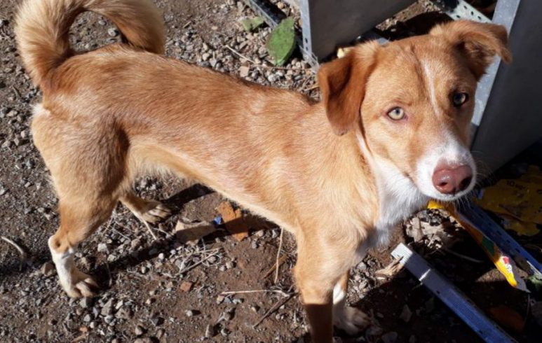 Honey adopté 01.12.18 Honey adopté 01.12.18
