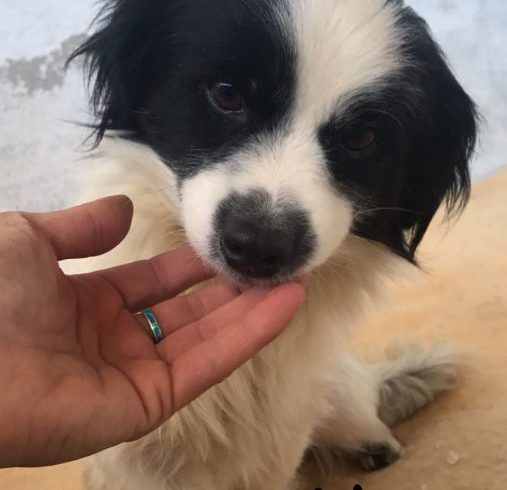Hugo 2 adopté 28.04.18