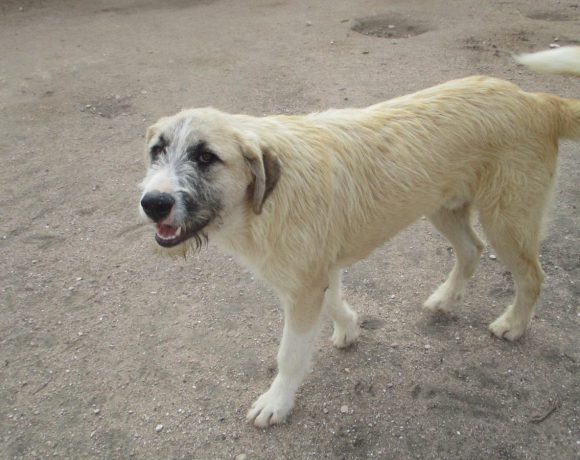 Keno adopté 22.09.18