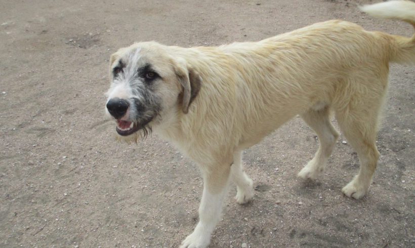 Keno adopté 22.09.18 Keno adopté 22.09.18
