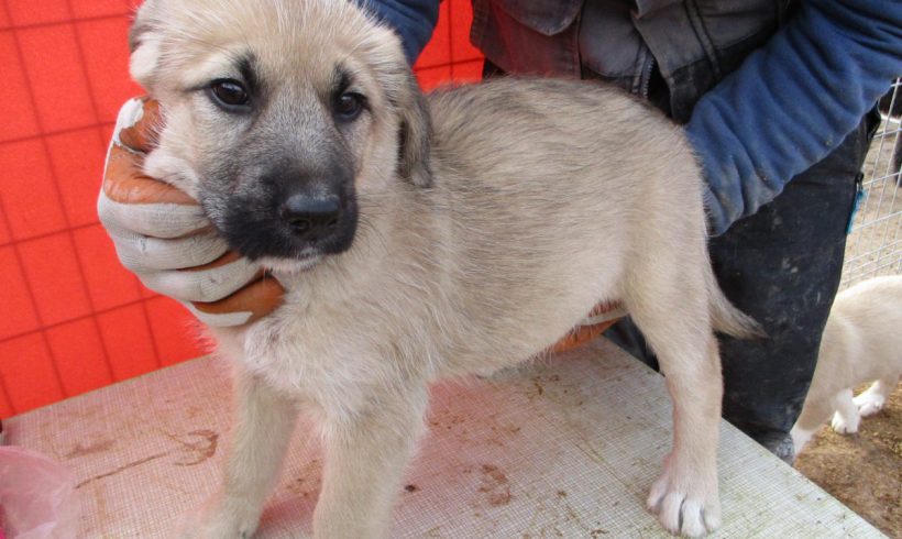 Nelly adoptée 16.02.18 Nelly adoptée 16.02.18