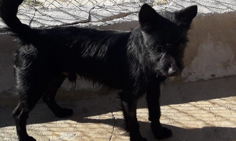 Albaro adopté 28.04.18