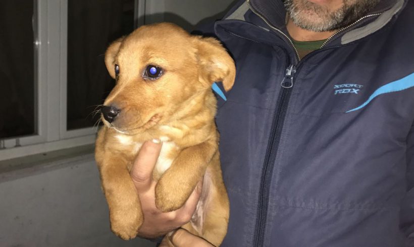 Albin adopté 28.04.18