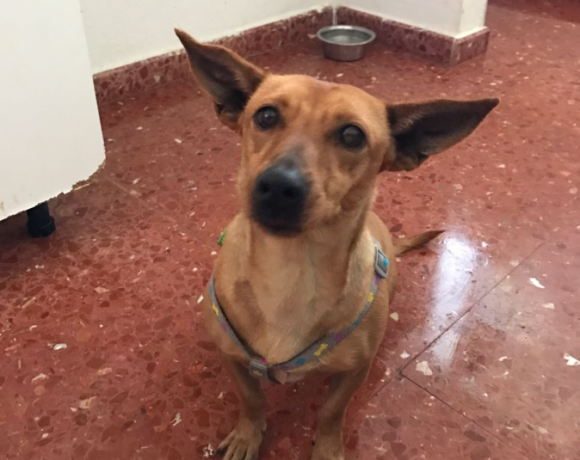 Dina adoptée 16.02.19