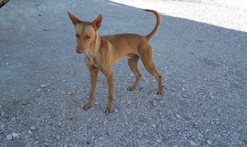 Kimbo adopté 27.05.18