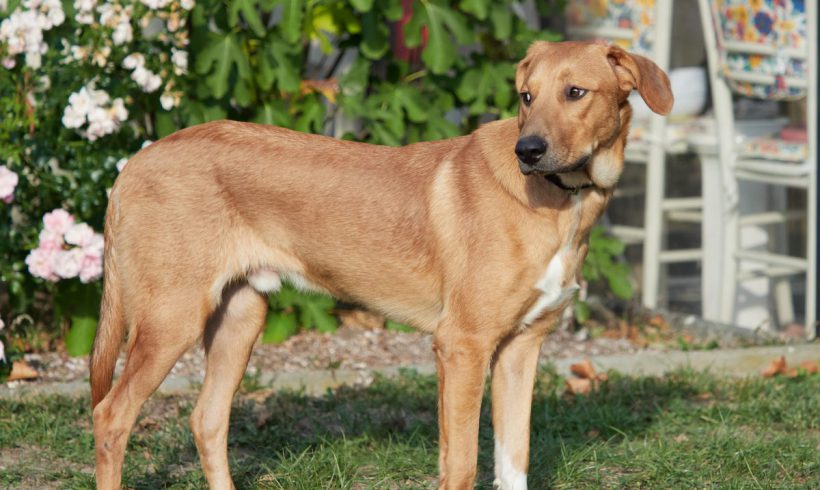 Nelo adopté 12.11.18 Nelo adopté 12.11.18