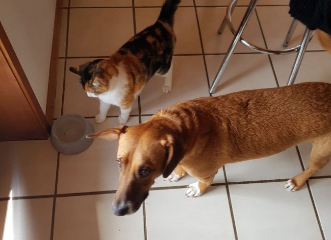 Enma adoptée 04.04.18 Enma adoptée 04.04.18