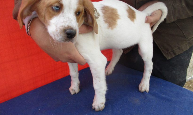 Nemo adopté 07.07.2018 Nemo adopté 07.07.2018