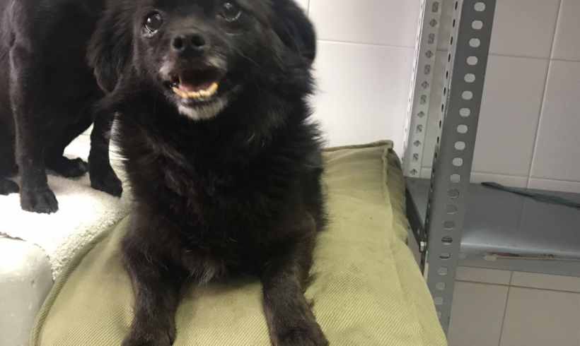 Alaska adoptée 28.04.18 Alaska adoptée 28.04.18