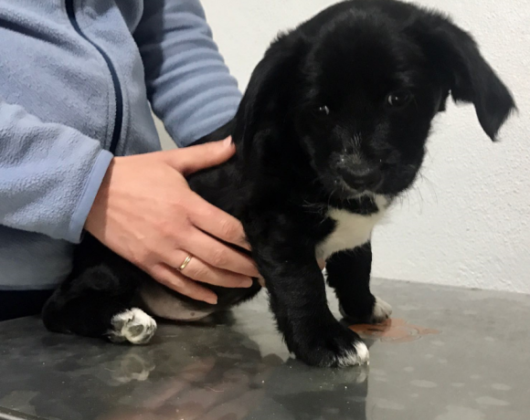 Bichito adopté 07.07.2018