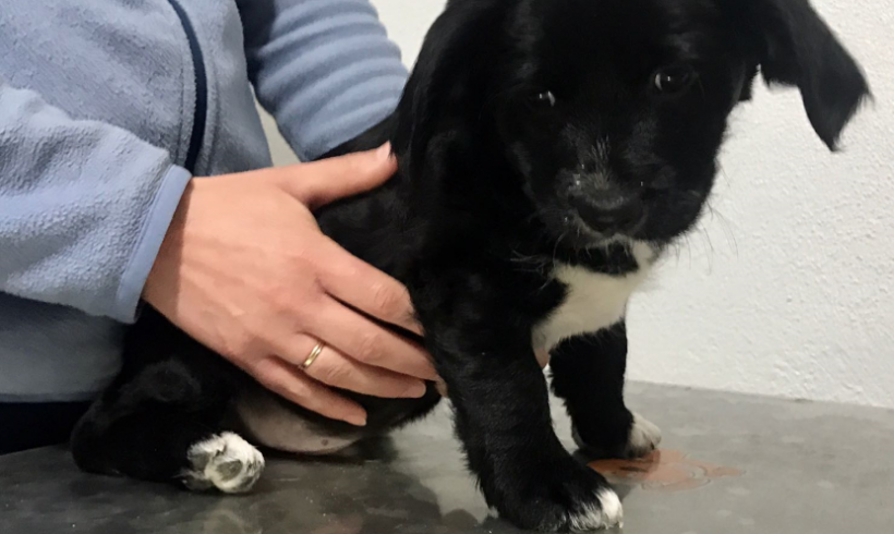 Bichito adopté 07.07.2018 Bichito adopté 07.07.2018
