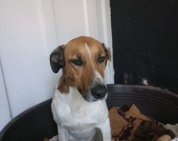 Bior-Dior adopté 27.06.2020