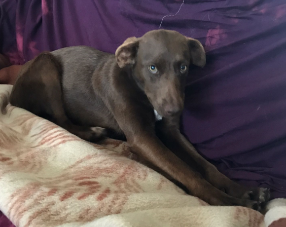 Brenda adoptée 07.07.2018