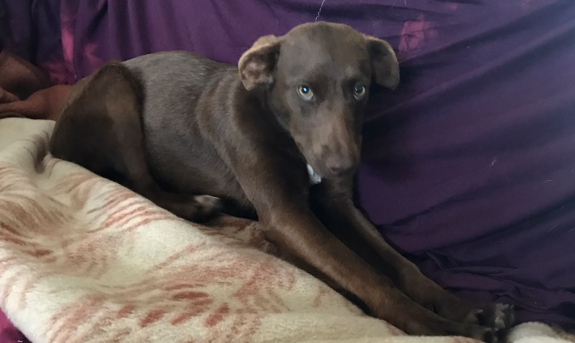 Brenda adoptée 07.07.2018 Brenda adoptée 07.07.2018
