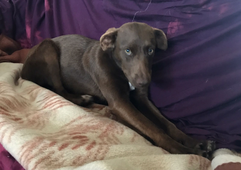 Brenda adoptée 07.07.2018