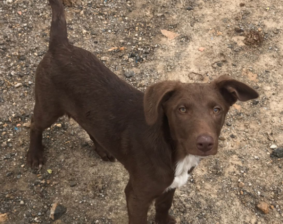 Choco adopté 07.07.2018