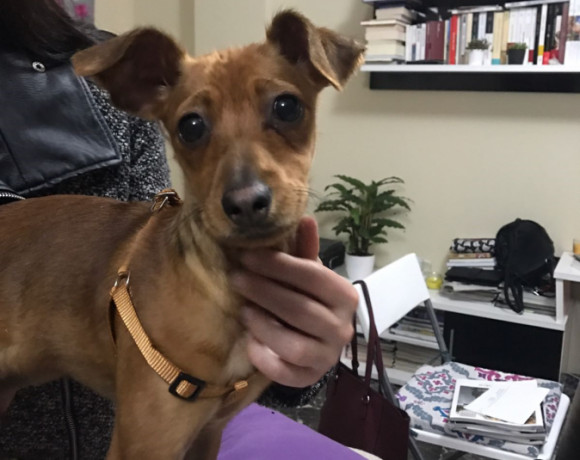 Chuche adoptée 28.04.18