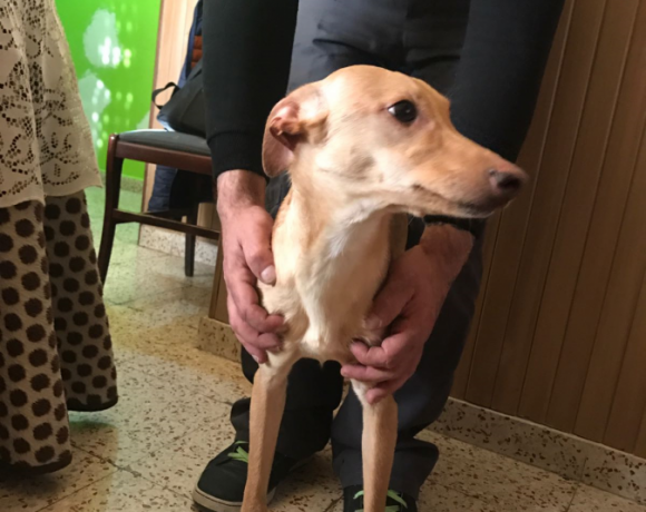 Curro adopté 07.07.2018