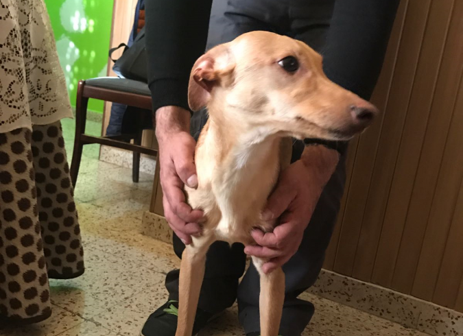 Curro adopté 07.07.2018 Curro adopté 07.07.2018