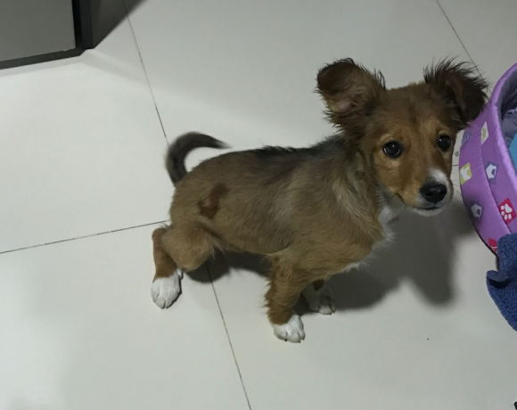 Frida adoptée 07.07.2018