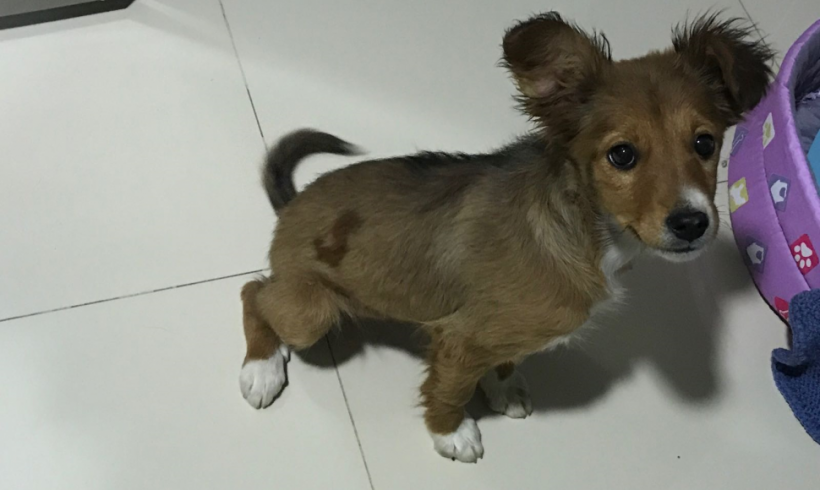 Frida adoptée 07.07.2018 Frida adoptée 07.07.2018