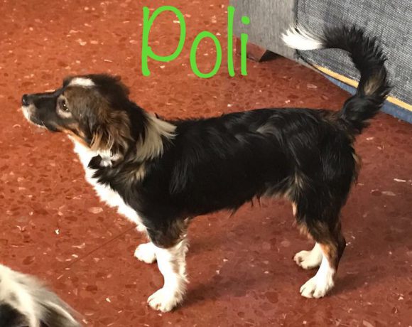 Poli adopté 07.07.2018