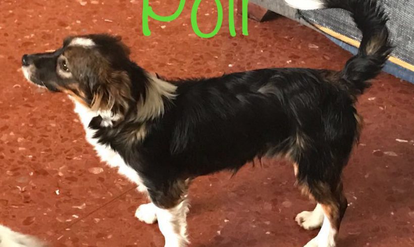 Poli adopté 07.07.2018 Poli adopté 07.07.2018