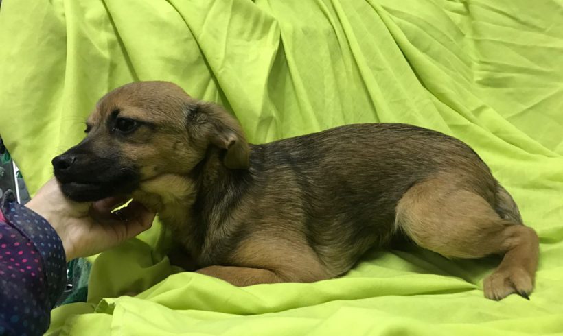 Athos adopté 07.07.2018 Athos adopté 07.07.2018