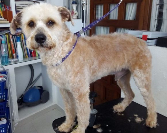 Brave adopté 07.07.2018