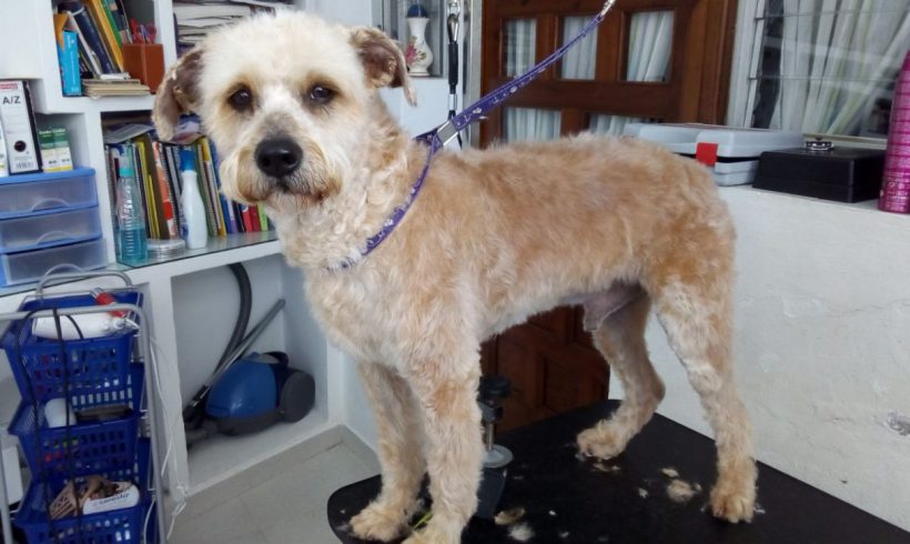 Brave adopté 07.07.2018 Brave adopté 07.07.2018