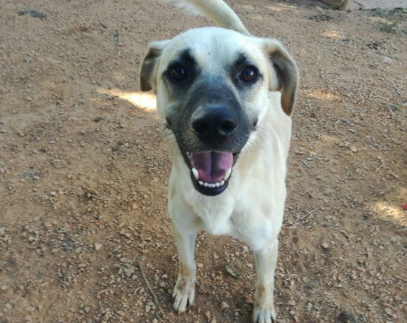 Copito adopté 13.04.19