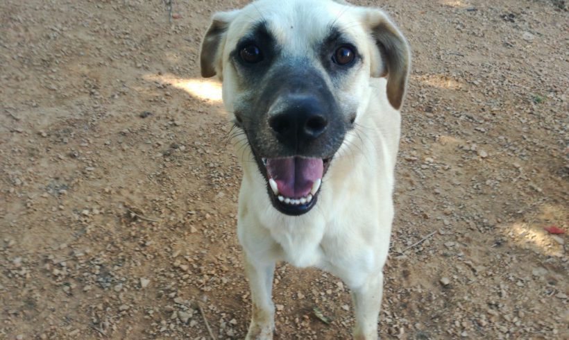 Copito adopté 13.04.19 Copito adopté 13.04.19