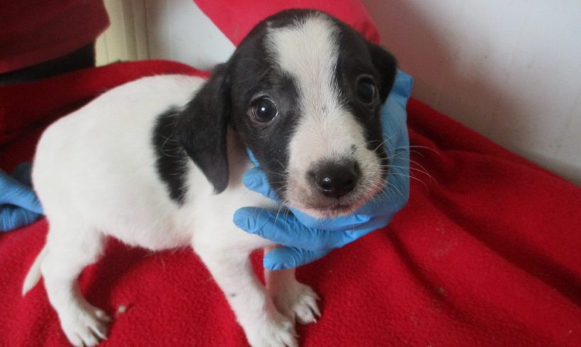 Sid adopté 07.07.2018 Sid adopté 07.07.2018