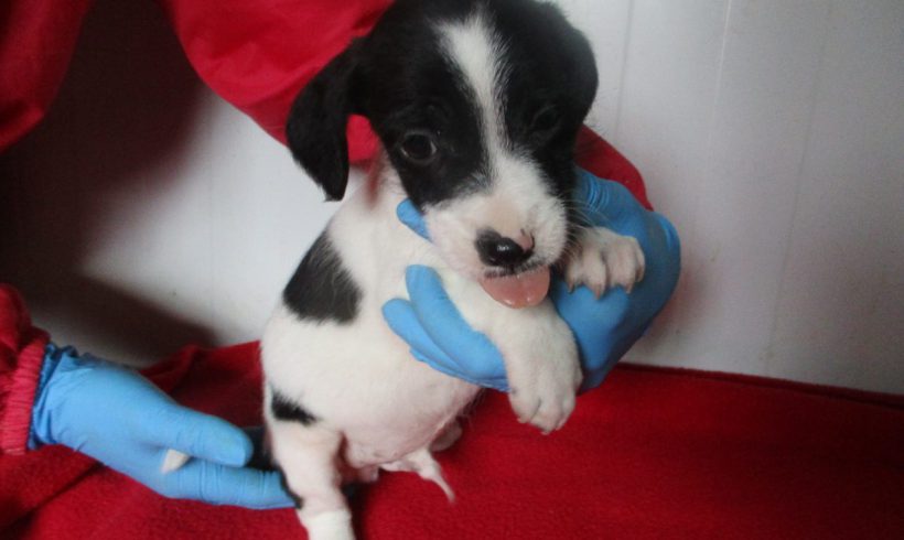 Willou adopté 07.07.2018 Willou adopté 07.07.2018