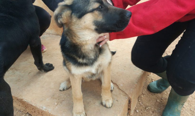 Hera adoptée 22.09.18 Hera adoptée 22.09.18