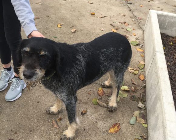 Lavanda adoptée 26.08.19