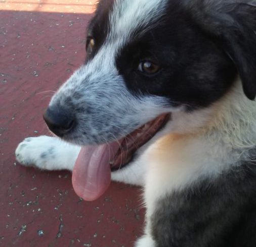 Odin adopté 07.07.2018