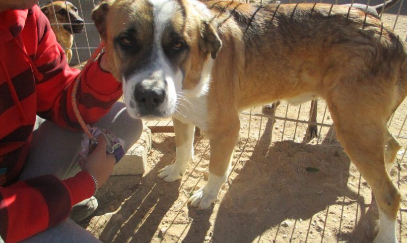 Aïtor adopté 13.04.19 Aïtor adopté 13.04.19