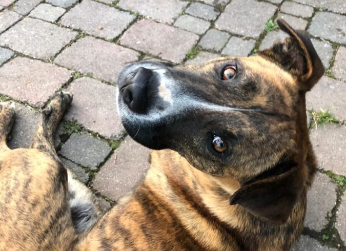 Aldo adopté 16.02.19 Aldo adopté 16.02.19