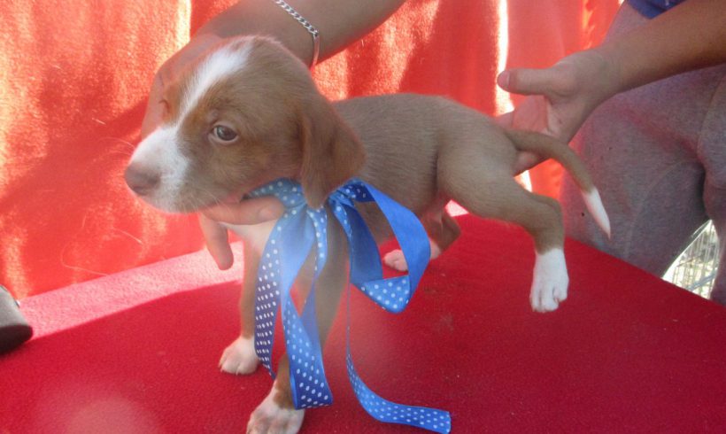 Bailey adopté 22.09.18 Bailey adopté 22.09.18