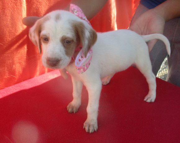 Cookie adoptée 22.09.18