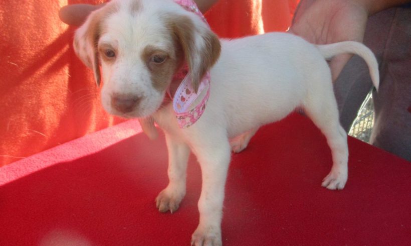 Cookie adoptée 22.09.18 Cookie adoptée 22.09.18