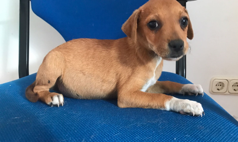 Eric-Louis adopté 22.09.18 Eric-Louis adopté 22.09.18