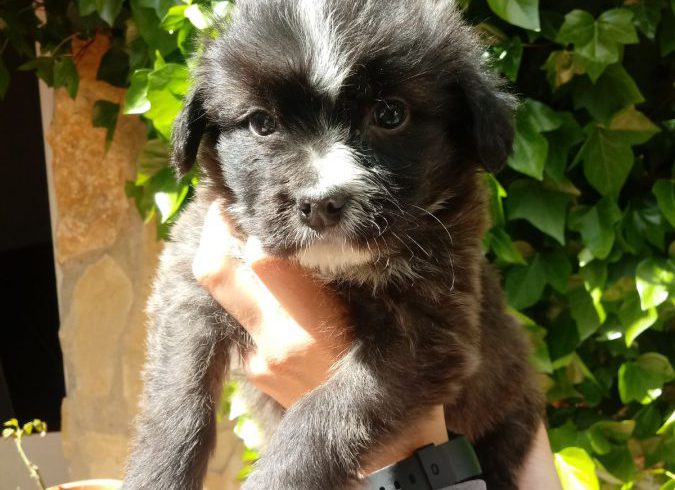 Fibi-Fiby adoptée 22.09.18 Fibi-Fiby adoptée 22.09.18