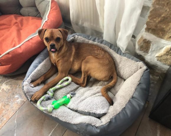 Unaï adopté 31.05.2019