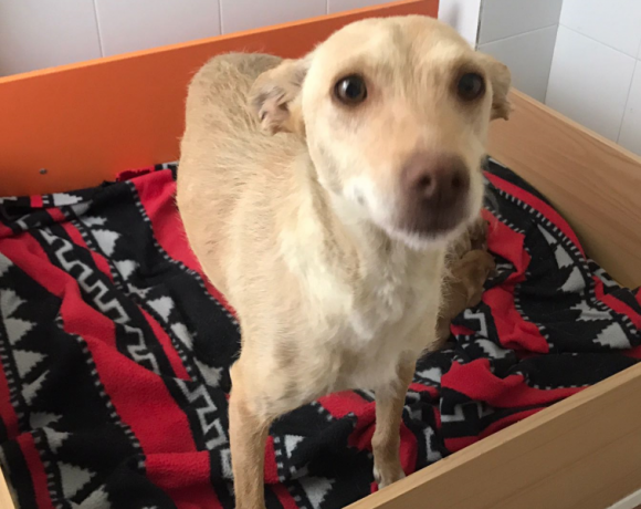 Rita adoptée 01.12.18