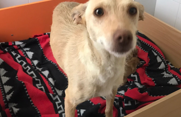 Rita adoptée 01.12.18 Rita adoptée 01.12.18